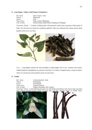 21
Long Pepper ( Piple, Lendi Peepal or Peeplamul )
Bot. Name - Piper longum Linn.
Family - Piperaceae
Source - Fruit
Native place - India, Ceylon, Philippines
Cult. in India - Western Ghats, Khasi Hills,C.Himalayas, W.Bengal
Taxonomic Details : A slender climbing herbs with perennial woody roots occurring in hotter parts of
India. The tiny fruits are fused into cylindrical spikelets. These are collected when unripe and are dried
quickly in the sun or over fires.
Uses : Long pepper contains the same principles as black pepper, but is very aromatic and sweeter.
Alkaloid piperine and piplartine are present in the fruits. It is almost a forgotten spice, except in tropics,
where it is extensively used in pickles, preserves and curries.
Vanilla
Bot. Name - Vanilla planifolia Andr.
Family - Orchidaceae
Source - Fruits (Bean)
Native place - Tropical America
Cult. in India - Nilgiris, Karnataka, M.P., Kerala
Taxonomic details : A tall climbing perennial vine with fleshy adventitious roots, leaves large succulent
stem, flowers greenish yellow. Fruits are long, thin, pod like, capsules known as Vanilla beans.
 