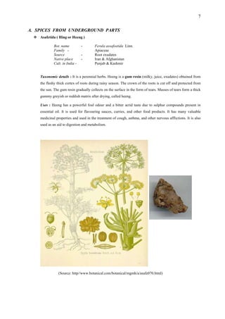 7
A. SPICES FROM UNDERGROUND PARTS
Asafetida ( Hing or Heeng )
Bot. name - Ferula assafoetida Linn.
Family - Apiaceae
Source - Root exudates
Native place - Iran & Afghanistan
Cult. in India - Punjab & Kashmir
Taxonomic details : It is a perennial herbs. Heeng is a gum resin (milky, juice, exudates) obtained from
the fleshy thick cortex of roots during rainy season. The crown of the roots is cut off and protected from
the sun. The gum resin gradually collects on the surface in the form of tears. Masses of tears form a thick
gummy greyish or reddish matrix after drying, called heeng.
Uses : Heeng has a powerful foul odour and a bitter acrid taste due to sulphur compounds present in
essential oil. It is used for flavouring sauces, curries, and other food products. It has many valuable
medicinal properties and used in the treatment of cough, asthma, and other nervous afflictions. It is also
used as an aid to digestion and metabolism.
(Source: http//www.botanical.com/botanical/mgmh/a/asafe070.html)
 