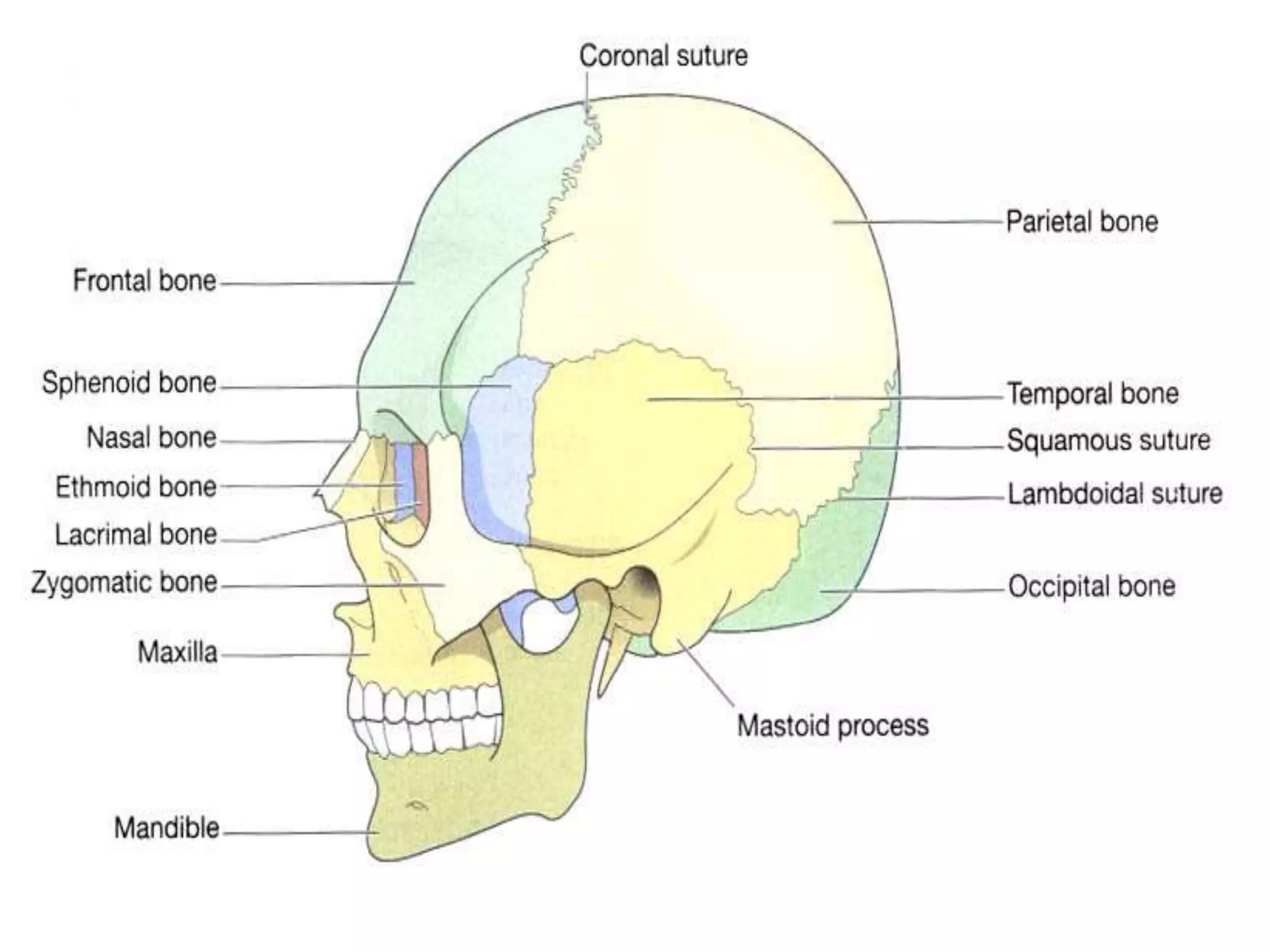 SKELETAL system- axial.ppt