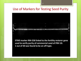 Use of Markers for Testing Seed Purity
STMS marker RM-258 linked to the fertility restorer gene
used to verify purity of commercial seed of PRH 10.
1 out of 50 was found to be an off-type.
17
 