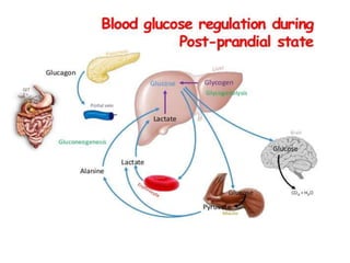 Hormonal Regulation of blood Glucose - Part-III.pptx