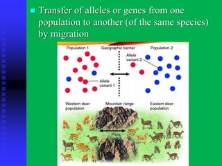 ◼ Transfer of alleles or genes from one
population to another (of the same species)
by migration
 