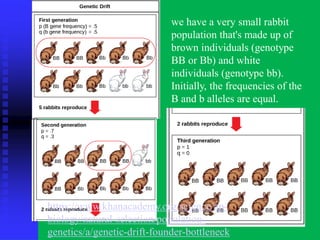 we have a very small rabbit
population that's made up of
brown individuals (genotype
BB or Bb) and white
individuals (genotype bb).
Initially, the frequencies of the
B and b alleles are equal.
https://www.khanacademy.org/science/ap-
biology/natural-selection/population-
genetics/a/genetic-drift-founder-bottleneck
 