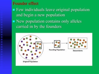 Founder effect
◼ Few individuals leave original population
and begin a new population
◼ New population contains only alleles
carried in by the founders
 