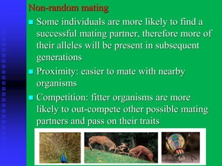 Non-random mating
◼ Some individuals are more likely to find a
successful mating partner, therefore more of
their alleles will be present in subsequent
generations
◼ Proximity: easier to mate with nearby
organisms
◼ Competition: fitter organisms are more
likely to out-compete other possible mating
partners and pass on their traits
 