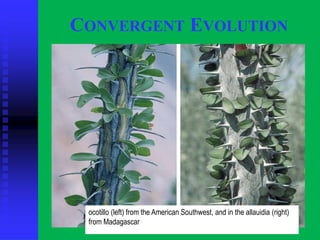 CONVERGENT EVOLUTION
ocotillo (left) from the American Southwest, and in the allauidia (right)
from Madagascar
 