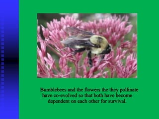 Bumblebees and the flowers the they pollinate
have co-evolved so that both have become
dependent on each other for survival.
 