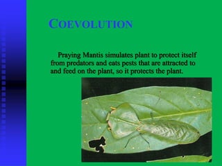 COEVOLUTION
Praying Mantis simulates plant to protect itself
from predators and eats pests that are attracted to
and feed on the plant, so it protects the plant.
 