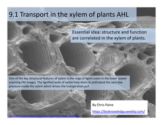 Essential idea: structure and function
are correlated in the xylem of plants.
By Chris Paine
https://bioknowledgy.weebly.com/
9.1 Transport in the xylem of plants AHL
One of the key structural features of xylem is the rings of lignin (seen in the lower power
scanning EM image). The lignified walls of xylem help them to withstand the very low
pressure inside the xylem which drives the transpiration pull.
http://www.nsf.gov/news/mmg/media/images/Sel‐lower1_70363.jpg
 