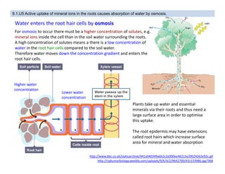 Xylem Transport in Plants - IBDP Biology | PDF