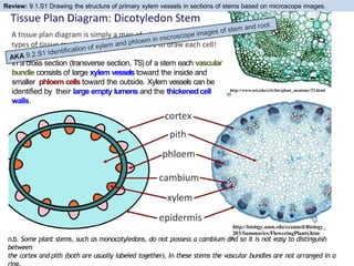 Xylem Bundle Ib Biology 9.2 transport in plants (phloem and xylem) | PPTX