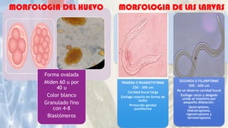 PRIMERA O RHABDITIFORME
250 - 300 um
Cavidad bucal larga
Esófago notorio en forma de
bulbo
Primordio genital
puntiforme
SEGUNDA O FILARIFORME
500 – 600 um
No se observa cavidad bucal
Esófago recto y delgado
unida al intestino por
pequeña dilatación.
Geotropismo,
Hidrotropismo,
tigmotropismo y
termotropismo
Forma ovalada
Miden 60 u por
40 u
Color blanco
Granulado fino
con 4-8
Blastómeros
MORFOLOGIA DEL HUEVO MORFOLOGIA DE LAS LARVAS
 