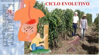CICLO EVOLUTIVO
1. LOS PARASITOS
VIVEN EN EL
INTESTINO
DELGADO
2. Numero de huevos
10.000 - 25.000
3. Se elimina con las
heces al medio
ambiente
4. Larvas
Rhabditiformes L-1
emergen 48 horas
5. 3 días después a
Temperatura
optima de 20º C a
30ºC muda a L-3
6. 4-5 días después se
transforman a
Larvas Filariformes
L-3
7. Estas permaneces
5-7 semanas y
penetran por la piel
8. Causando lesiones
en el sitio de
entrada,
fundamentalmente
en las región
interdigital.
Vida promedio 5 años a 17 años
 