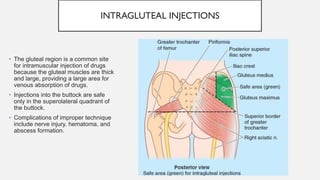 9. Femoral triangle, Gluteal and posterior thigh regions; Popliteal ...