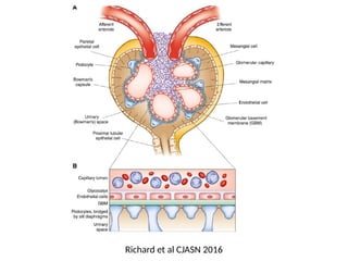 BASIC ANATOMY
Richard et al CJASN 2016
 