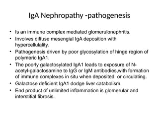 IgA Nephropathy -pathogenesis
• Is an immune complex mediated glomerulonephritis.
• Involves diffuse mesengial IgA deposition with
hypercellulality.
• Pathogenesis driven by poor glycosylation of hinge region of
polymeric IgA1.
• The poorly galactosylated IgA1 leads to exposure of N-
acetyl-galactosamine to IgG or IgM antibodies,with formation
of immune complexes in situ when deposited or circulating.
• Galactose deficient IgA1 dodge liver catabolism.
• End product of unlimited inflammation is glomerular and
interstitial fibrosis.
 