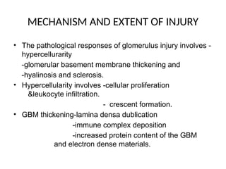 MECHANISM AND EXTENT OF INJURY
• The pathological responses of glomerulus injury involves -
hypercellurarity
-glomerular basement membrane thickening and
-hyalinosis and sclerosis.
• Hypercellularity involves -cellular proliferation
&leukocyte infiltration.
- crescent formation.
• GBM thickening-lamina densa dublication
-immune complex deposition
-increased protein content of the GBM
and electron dense materials.
 