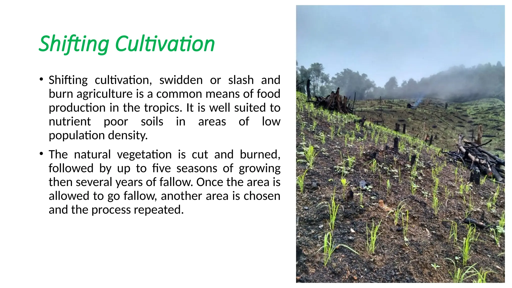 Shifting Cultivation
• Shifting cultivation, swidden or slash and
burn agriculture is a common means of food
production in the tropics. It is well suited to
nutrient poor soils in areas of low
population density.
• The natural vegetation is cut and burned,
followed by up to five seasons of growing
then several years of fallow. Once the area is
allowed to go fallow, another area is chosen
and the process repeated.
 