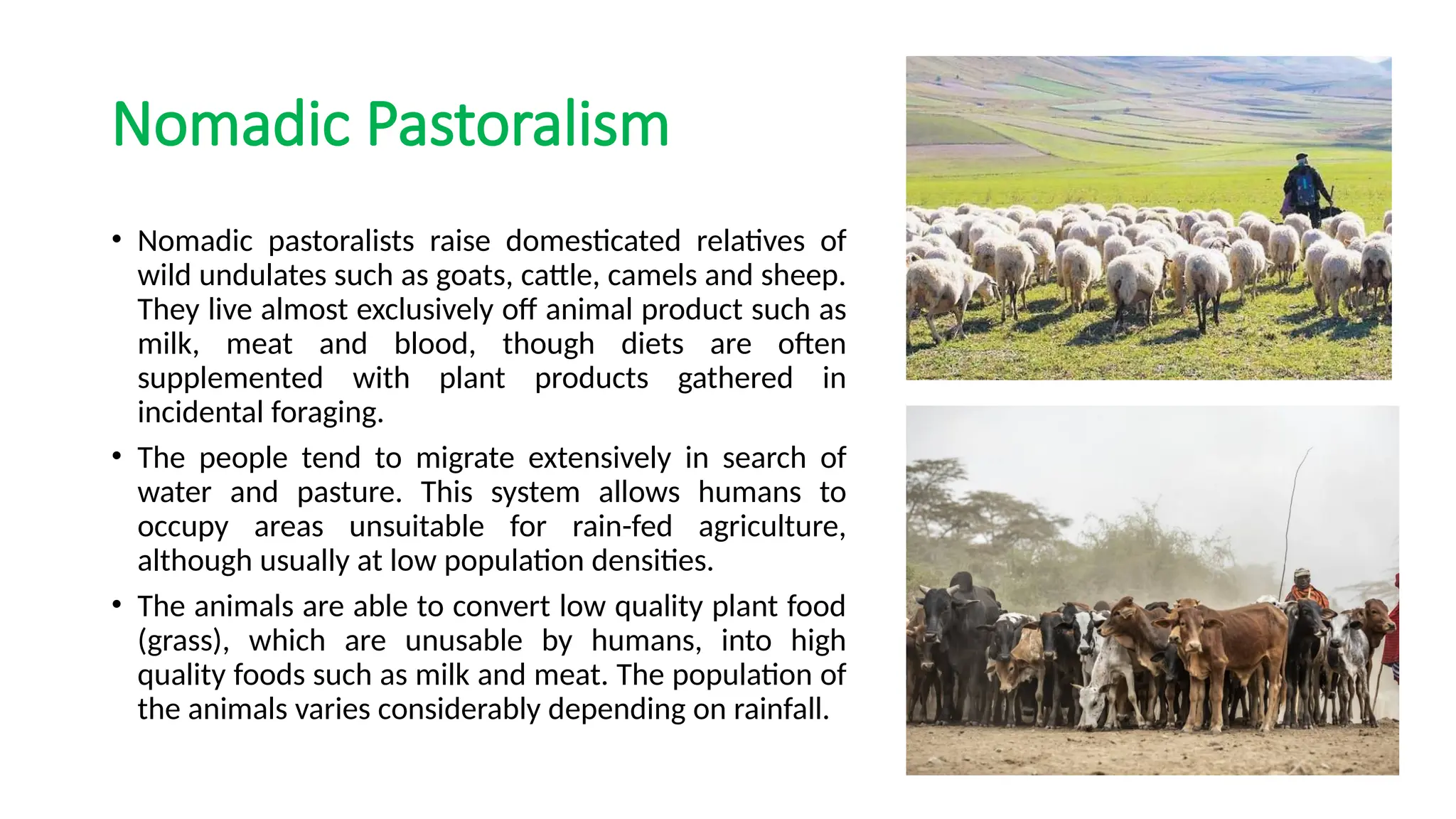 Nomadic Pastoralism
• Nomadic pastoralists raise domesticated relatives of
wild undulates such as goats, cattle, camels and sheep.
They live almost exclusively off animal product such as
milk, meat and blood, though diets are often
supplemented with plant products gathered in
incidental foraging.
• The people tend to migrate extensively in search of
water and pasture. This system allows humans to
occupy areas unsuitable for rain-fed agriculture,
although usually at low population densities.
• The animals are able to convert low quality plant food
(grass), which are unusable by humans, into high
quality foods such as milk and meat. The population of
the animals varies considerably depending on rainfall.
 