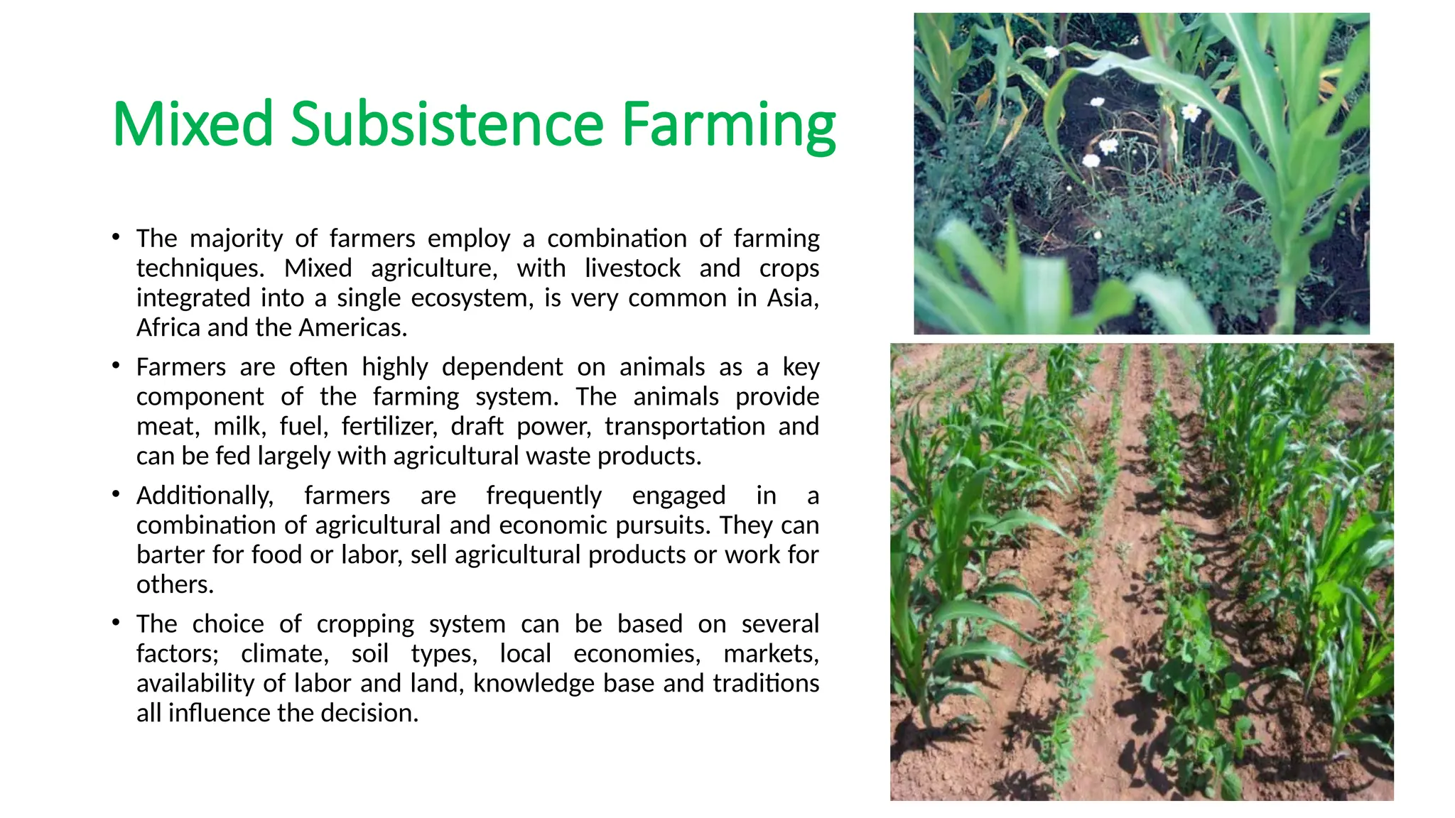 Mixed Subsistence Farming
• The majority of farmers employ a combination of farming
techniques. Mixed agriculture, with livestock and crops
integrated into a single ecosystem, is very common in Asia,
Africa and the Americas.
• Farmers are often highly dependent on animals as a key
component of the farming system. The animals provide
meat, milk, fuel, fertilizer, draft power, transportation and
can be fed largely with agricultural waste products.
• Additionally, farmers are frequently engaged in a
combination of agricultural and economic pursuits. They can
barter for food or labor, sell agricultural products or work for
others.
• The choice of cropping system can be based on several
factors; climate, soil types, local economies, markets,
availability of labor and land, knowledge base and traditions
all influence the decision.
 