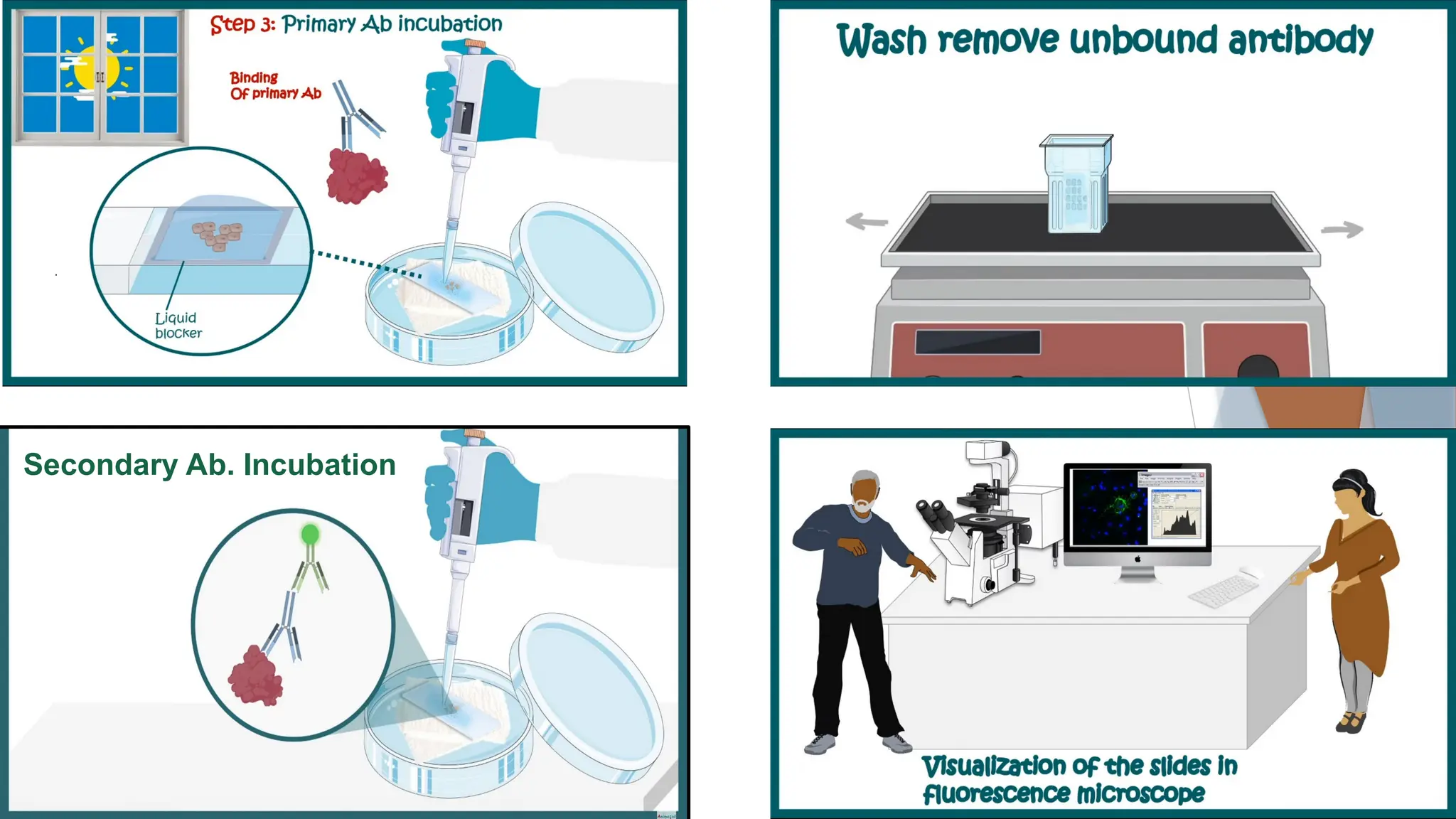 Secondary Ab. Incubation
 