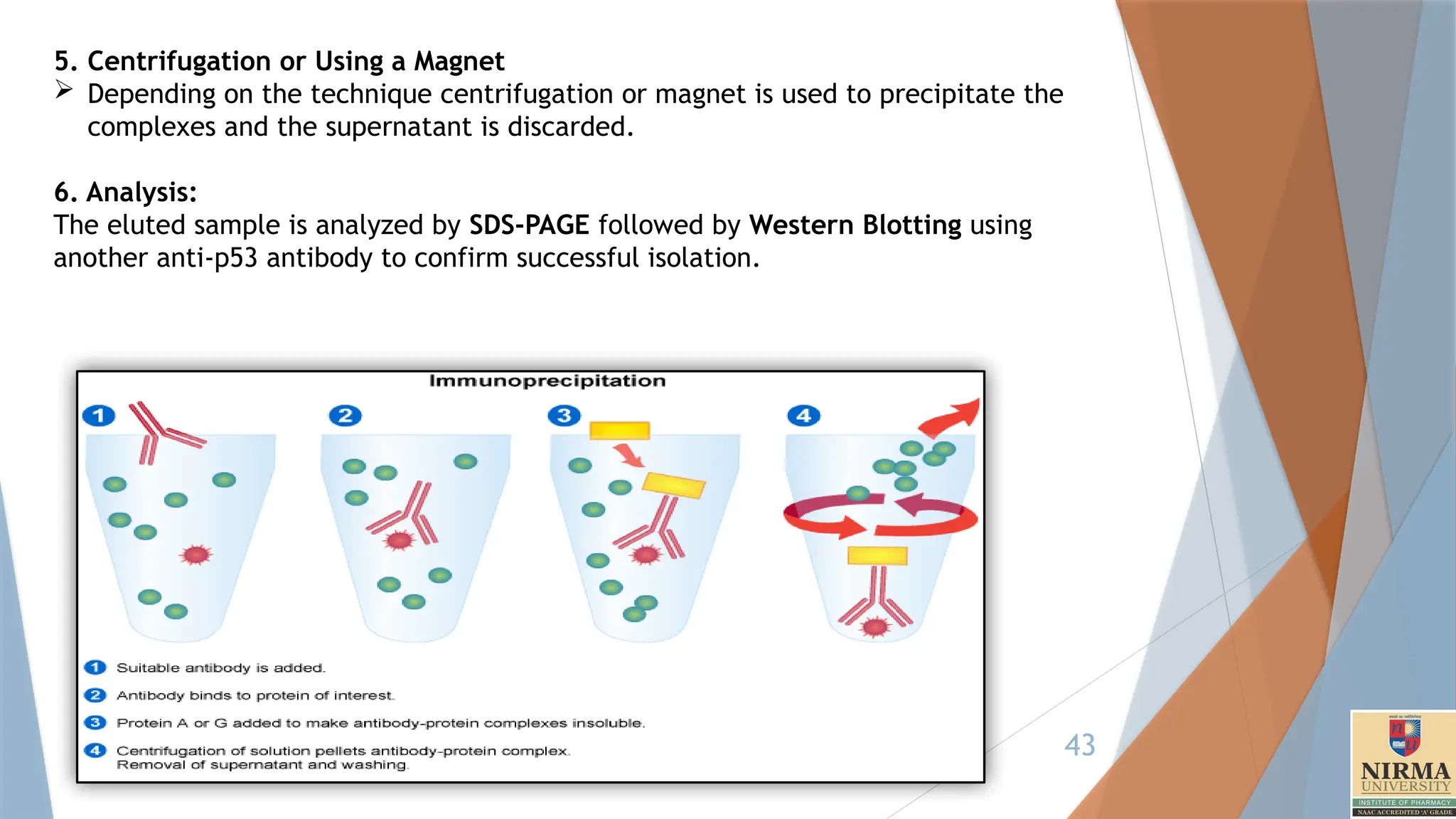 43
5. Centrifugation or Using a Magnet
 Depending on the technique centrifugation or magnet is used to precipitate the
complexes and the supernatant is discarded.
6. Analysis:
The eluted sample is analyzed by SDS-PAGE followed by Western Blotting using
another anti-p53 antibody to confirm successful isolation.
 