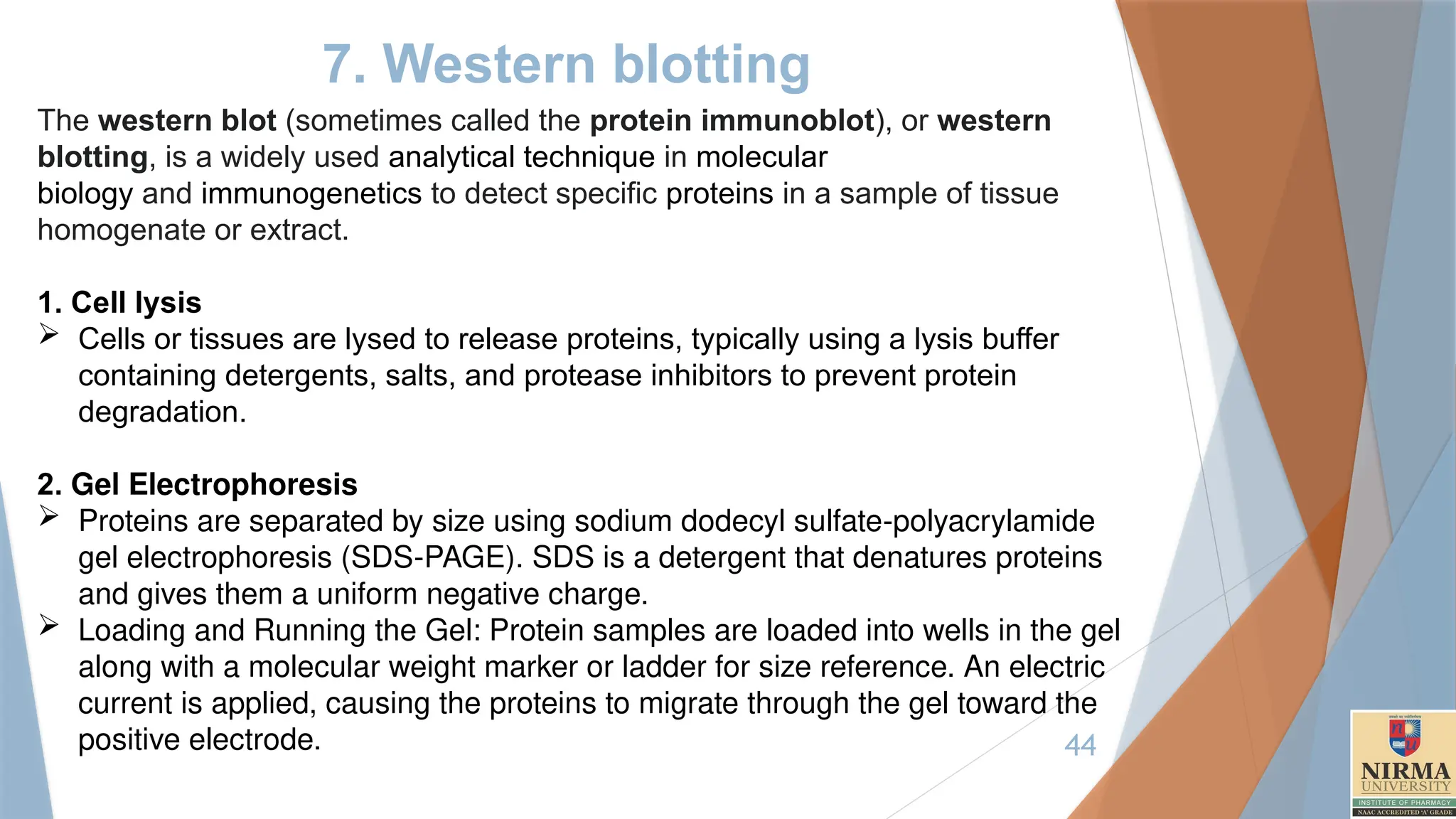 44
7. Western blotting
The western blot (sometimes called the protein immunoblot), or western
blotting, is a widely used analytical technique in molecular
biology and immunogenetics to detect specific proteins in a sample of tissue
homogenate or extract.
1. Cell lysis
 Cells or tissues are lysed to release proteins, typically using a lysis buffer
containing detergents, salts, and protease inhibitors to prevent protein
degradation.
2. Gel Electrophoresis
 Proteins are separated by size using sodium dodecyl sulfate-polyacrylamide
gel electrophoresis (SDS-PAGE). SDS is a detergent that denatures proteins
and gives them a uniform negative charge.
 Loading and Running the Gel: Protein samples are loaded into wells in the gel
along with a molecular weight marker or ladder for size reference. An electric
current is applied, causing the proteins to migrate through the gel toward the
positive electrode.
 