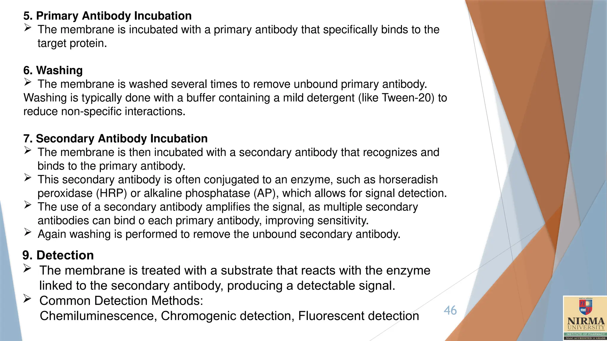 46
5. Primary Antibody Incubation
 The membrane is incubated with a primary antibody that specifically binds to the
target protein.
6. Washing
 The membrane is washed several times to remove unbound primary antibody.
Washing is typically done with a buffer containing a mild detergent (like Tween-20) to
reduce non-specific interactions.
7. Secondary Antibody Incubation
 The membrane is then incubated with a secondary antibody that recognizes and
binds to the primary antibody.
 This secondary antibody is often conjugated to an enzyme, such as horseradish
peroxidase (HRP) or alkaline phosphatase (AP), which allows for signal detection.
 The use of a secondary antibody amplifies the signal, as multiple secondary
antibodies can bind o each primary antibody, improving sensitivity.
 Again washing is performed to remove the unbound secondary antibody.
9. Detection
 The membrane is treated with a substrate that reacts with the enzyme
linked to the secondary antibody, producing a detectable signal.
 Common Detection Methods:
Chemiluminescence, Chromogenic detection, Fluorescent detection
 