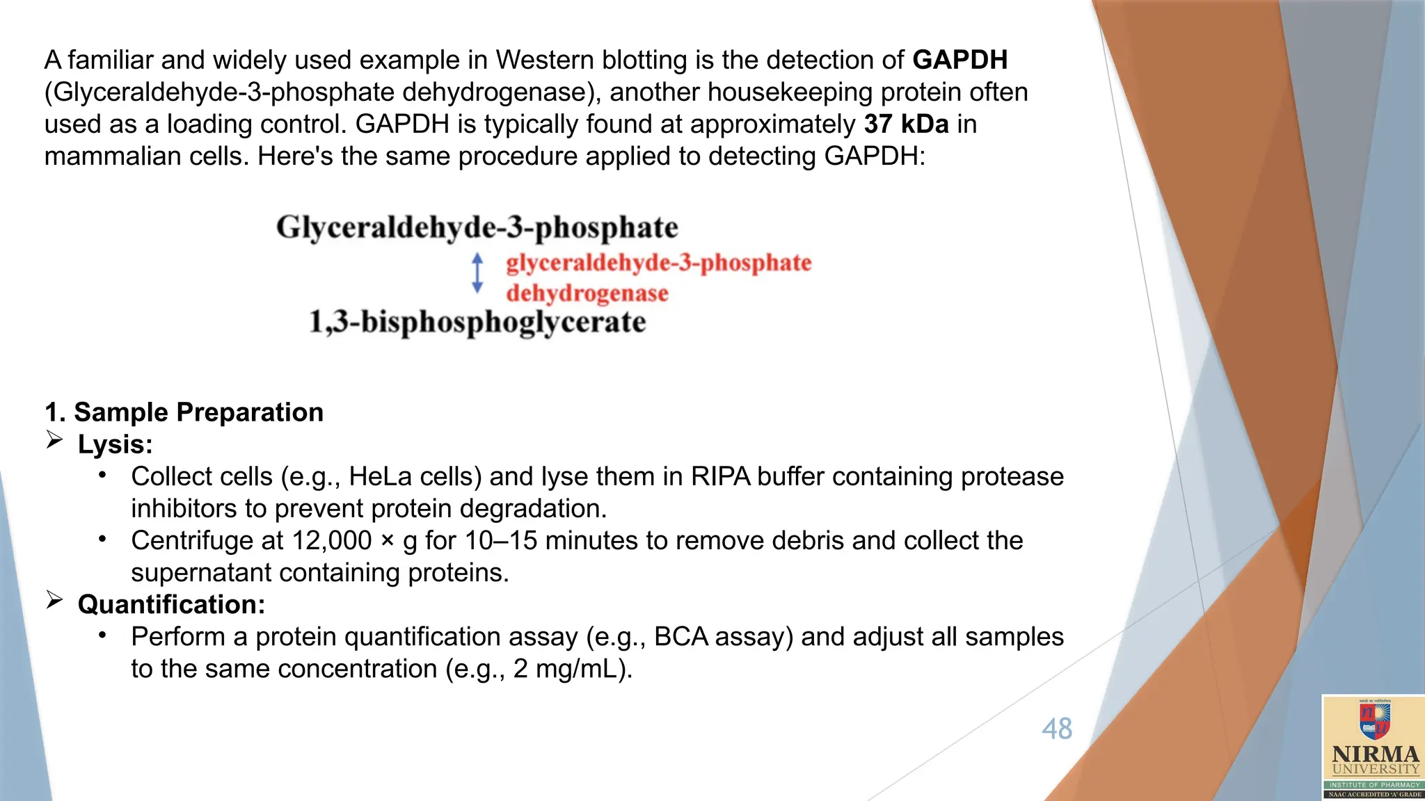 48
A familiar and widely used example in Western blotting is the detection of GAPDH
(Glyceraldehyde-3-phosphate dehydrogenase), another housekeeping protein often
used as a loading control. GAPDH is typically found at approximately 37 kDa in
mammalian cells. Here's the same procedure applied to detecting GAPDH:
1. Sample Preparation
 Lysis:
• Collect cells (e.g., HeLa cells) and lyse them in RIPA buffer containing protease
inhibitors to prevent protein degradation.
• Centrifuge at 12,000 × g for 10–15 minutes to remove debris and collect the
supernatant containing proteins.
 Quantification:
• Perform a protein quantification assay (e.g., BCA assay) and adjust all samples
to the same concentration (e.g., 2 mg/mL).
 
