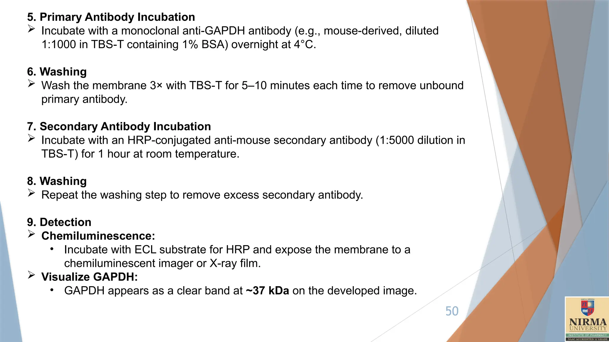 50
5. Primary Antibody Incubation
 Incubate with a monoclonal anti-GAPDH antibody (e.g., mouse-derived, diluted
1:1000 in TBS-T containing 1% BSA) overnight at 4°C.
6. Washing
 Wash the membrane 3× with TBS-T for 5–10 minutes each time to remove unbound
primary antibody.
7. Secondary Antibody Incubation
 Incubate with an HRP-conjugated anti-mouse secondary antibody (1:5000 dilution in
TBS-T) for 1 hour at room temperature.
8. Washing
 Repeat the washing step to remove excess secondary antibody.
9. Detection
 Chemiluminescence:
• Incubate with ECL substrate for HRP and expose the membrane to a
chemiluminescent imager or X-ray film.
 Visualize GAPDH:
• GAPDH appears as a clear band at ~37 kDa on the developed image.
 