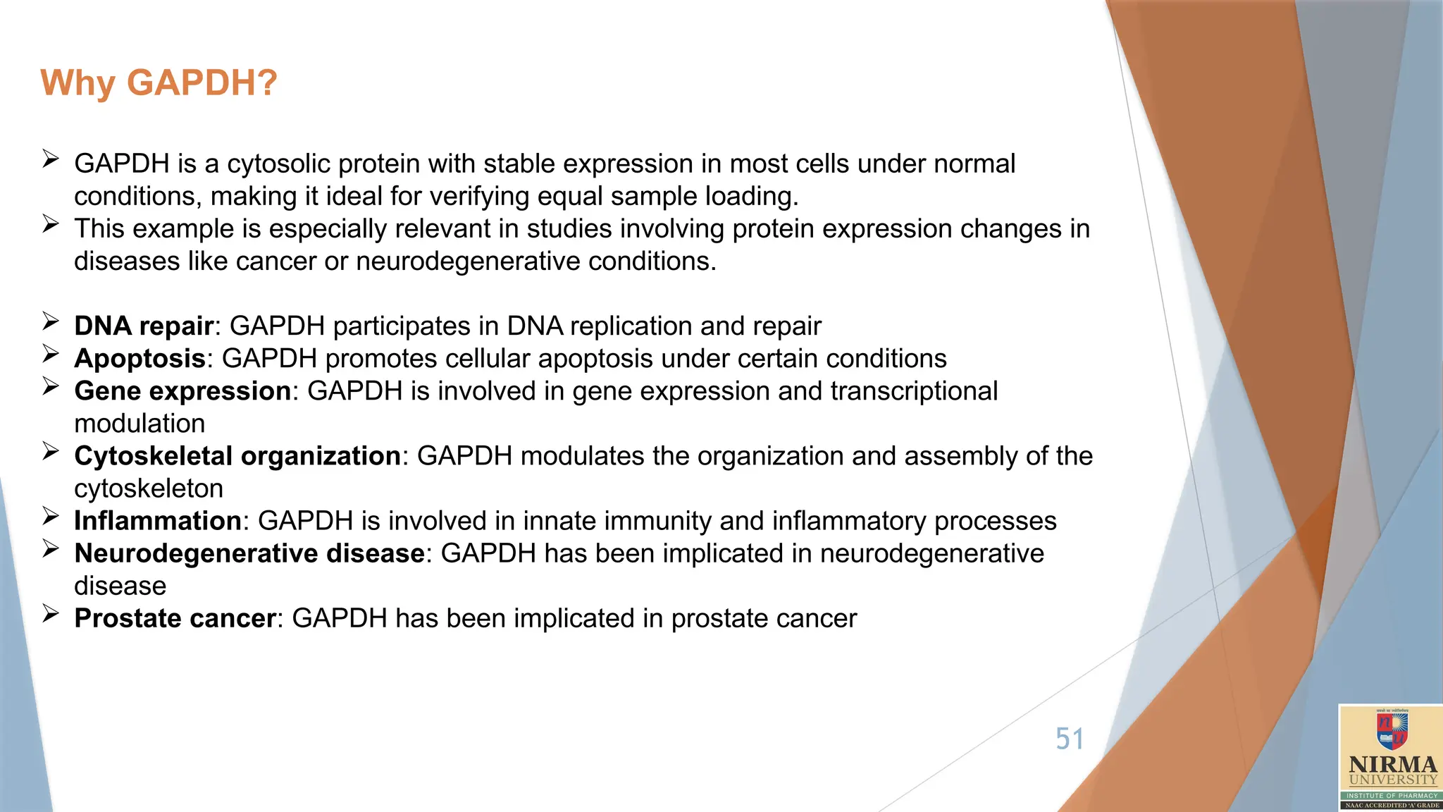 51
Why GAPDH?
 GAPDH is a cytosolic protein with stable expression in most cells under normal
conditions, making it ideal for verifying equal sample loading.
 This example is especially relevant in studies involving protein expression changes in
diseases like cancer or neurodegenerative conditions.
 DNA repair: GAPDH participates in DNA replication and repair
 Apoptosis: GAPDH promotes cellular apoptosis under certain conditions
 Gene expression: GAPDH is involved in gene expression and transcriptional
modulation
 Cytoskeletal organization: GAPDH modulates the organization and assembly of the
cytoskeleton
 Inflammation: GAPDH is involved in innate immunity and inflammatory processes
 Neurodegenerative disease: GAPDH has been implicated in neurodegenerative
disease
 Prostate cancer: GAPDH has been implicated in prostate cancer
 