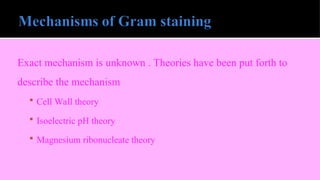 Exact mechanism is unknown . Theories have been put forth to
describe the mechanism
 Cell Wall theory
 Isoelectric pH theory
 Magnesium ribonucleate theory
 