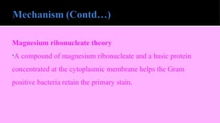 Magnesium ribonucleate theory
•A compound of magnesium ribonucleate and a basic protein
concentrated at the cytoplasmic membrane helps the Gram
positive bacteria retain the primary stain.
 