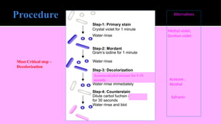 Most Critical step –
Decolorization
Alternatives
Methyl violet,
Gentian violet
Acetone-alcohol mixture for 5-10
seconds Acetone ,
Alcohol
Safranin
 
