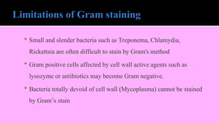  Small and slender bacteria such as Treponema, Chlamydia,
Rickettsia are often difficult to stain by Gram's method
 Gram positive cells affected by cell wall active agents such as
lysozyme or antibiotics may become Gram negative.
 Bacteria totally devoid of cell wall (Mycoplasma) cannot be stained
by Gram’s stain
 