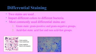 • Two stains are used .
• Impart different colors to different bacteria.
• Most commonly used differential stains are:
1. Gram stain: gram-positive and gram-negative groups.
2. Acid-fast stain: acid fast and non acid-fast groups.
 