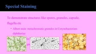 To demonstrate structures like spores, granules, capsule,
flagella etc
• Albert stain: metachromatic granules in Corynebacterium
diphtheriae
• Ryu’s stain for flagella
• Silver impregnation method or Spirochetes
 