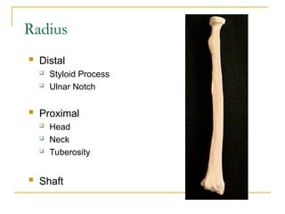 Distal Processes upper limb anatomy and radiological master in upper limb | PPT