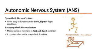 Autonomic nervous System Symapathetic and parasympathetic nervous ...
