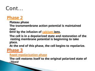 Phase 2
Plateau phase
The transmembrane action potential is maintained
near
0mV by the infusion of calcium ions.
The cell is in a depolarized state and restoration of the
resting membrane potential is beginning to take
place.
At the end of this phase, the cell begins to repolarize.
Phase 3
Rapid repolarization phase
The cell restores itself to the original polarized state of
-70mV
 