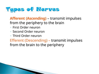 Afferent (Ascending) – transmit impulses
from the periphery to the brain
◦ First Order neuron
◦ Second Order neuron
◦ Third Order neuron
Efferent (Descending) – transmit impulses
from the brain to the periphery
 