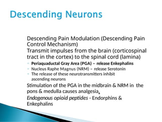 Descending Pain Modulation (Descending Pain
Control Mechanism)
Transmit impulses from the brain (corticospinal
tract in the cortex) to the spinal cord (lamina)
◦ Periaquaductal Gray Area (PGA) – release Enkephalins
◦ Nucleus Raphe Magnus (NRM) – release Serotonin
◦ The release of these neurotransmitters inhibit
ascending neurons
Stimulation of the PGA in the midbrain & NRM in the
pons & medulla causes analgesia.
Endogenous opioid peptides - Endorphins &
Enkephalins
 