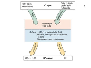 9. Acid Base.ppt acid and base buffer system | PPT