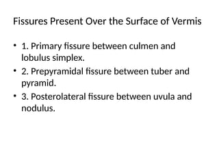 9. Cerebellum lobes of the cerebellum .pptx