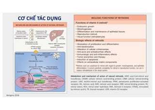 CƠ CHẾ TÁC DỤNG
stero
some
recep
enco
wher
126.2
RA
act a
a var
horm
cross
retin
and
seque
prom
ded r
How
tiona
of co
the c
tiona
the t
the d
mech
In
of re
effect
genes
retin
such
IL6)
there
genes
inflam
retin
retinoic acid form, and only a very small fraction is isomerized into
13-cis-RA. at-RA is the primary active ligand that binds to the three
known nuclear RARs, which mediate, at least in part, the molecular
and cellular effects of retinoic acid.
Retinoid Receptors
Retinoids exert most of their physiologic effects on DNA transcription
by binding to two distinct families of nuclear receptors, RARs and
RXRs. These receptor families belong to a superfamily of nuclear recep-
Fig. 126.1 Chemistry of retinoids.
Adapalene
Table 126.1 Biologic functions of retinoids.
BIOLOGIC FUNCTIONS OF RETINOIDS
Functions of vitamin A (retinol)*
• Embryonic growth
• Morphogenesis
• Differentiation and maintenance of epithelial tissues
• Reproduction (retinol)
• Visual function (retinaldehyde)
Biologic effects of retinoids
• Modulation of proliferation and differentiation
• Anti-keratinization
• Alteration of cellular cohesiveness
• Anti-acne and antiseborrheic effects
• Immunologic and anti-inflammatory effects
• Tumor prevention and therapy
• Induction of apoptosis
• Effects on extracellular matrix components
*Retinoic acid can substitute for retinol with regard to growth, morphogenesis, and epithelial
differentiation; it cannot substitute completely for retinol in reproductive function, nor can it
replace retinaldehyde in the visual system.
S E C T I O N
19
MEDICAL
THERAPY
oxidative stress can also lead to lowered retinoid levels in the skin9
.
There has been an ongoing debate regarding possible generation of
reactive oxygen species upon the interaction of UVA radiation with
retinyl esters (e.g. retinyl palmitate) present in cosmetics and sun-
screens, but the theoretical potential for photocarcinogenicity has not
been shown to be clinically relevant.
Synthetic Retinoids
Three generations of synthetic retinoids have been developed (see Fig.
126.1). The first-generation non-aromatic retinoids (tretinoin, isotreti-
noin, alitretinoin) are produced by chemically modifying the polar end
group and the polyene side chain of vitamin A. Second-generation
mono-aromatic retinoids (etretinate, acitretin) are formed by replacing
the cyclic moiety of vitamin A with different substituted and unsubsti-
tuted ring systems. The third-generation poly-aromatic retinoids (ada-
palene, bexarotene, tazarotene), called arotinoids, are produced by
cyclization of the polyene side chain.
Commercially available retinoids differ not only in their spectrum of
clinical efficacy but also in their observed toxicity and pharmacokinet-
ics. Each retinoid should be investigated as a unique drug, and the lack
of disease response to one retinoid does not necessarily signify unre-
sponsiveness to other retinoids.
The oral bioavailability of all retinoids is considerably enhanced
when administrated with food, especially with a fatty meal, due to their
lipophilic properties. Retinoid metabolism is predominantly hepatic; it
involves oxidation and chain shortening to biologically inactive and
polar metabolites, facilitating biliary and/or renal elimination. The
oxidative metabolism is induced by the retinoids themselves and pos-
sibly also by other agents known to stimulate hepatic cytochrome P450
isoforms. Table 126.2 summarizes the key pharmacologic features and
nuclear binding profiles of retinoids used in dermatology.
Adapalene
Adapalene is a photostable, rigid, and highly lipophilic synthetic reti-
noid with higher affinity for RAR-β/γ than for RAR-α. Since RAR-β is
not expressed in keratinocytes, RAR-γ is the primary target receptor for
adapalene in the epidermis. Adapalene does not bind to cellular retinoic
acid-binding proteins (CRABPs) but does induce expression of CRABP-II.
Its lipophilic properties may contribute to better pilosebaceous uptake
and anti-acne activity. Given its negligible transdermal absorption, the
teratogenic risks of topical adapalene appear to be minimal. While
adapalene affects the cellular differentiation, keratinization, and inflam-
matory processes that are abnormal in acne, it has no sebostatic effect.
Fig. 126.2 Metabolism and mechanism of action of natural retinoids. ARAT,
acyl-CoA:retinol acyl transferase; CRABP, cellular retinoic acid-binding protein;
CRBP, cellular retinol-binding protein; LRAT, lecithin:retinol acyl transferase;
PPAR, peroxisome proliferator-activated receptor; RA, retinoic acid; RAR,
retinoic acid receptor; RBP, retinol-binding protein; RE, retinyl esters; REH,
retinyl ester hydrolase; RXR, retinoid X receptor; STRA6, stimulated by retinoic
acid 6; TR, thyroid receptor; VDR, vitamin D3 receptor.
METABOLISM AND MECHANISM OF ACTION OF NATURAL RETINOIDS
Liver
(storage)
Retinol−RBP−transthyretin
complex
(systemic circulation)
STRA6 receptor
for retinol−RBP
Retinol−CRBP
ARAT/LRAT
REH
Retinaldehyde (vision)
All-trans-RA−CRABP
(tretinoin)
Polar derivatives
(biological activity?)
13-cis-RA
RE
Keratinocyte
9-cis-RA
Gene
transcription
Lymphatic vessels
Bloodstream
Intestinal lumen
(hydrolysis to retinol)
Chylomicrons−RE
Lipoproteins−RE
Esterification to RE
in intestinal mucosa
Retinyl esters
β-Carotene (diet)
Co-activators
Nucleus
Differentiation
Proliferation
Immune
Inflammatory
responses
RXR
RAR
Hormone response element Retinoid-responsive genes
PPAR
TR
VDR
RNA
polymerase II
Metabolism and mechanism of action of natural retinoids. ARAT, acyl-CoA:retinol acyl
transferase; CRABP, cellular retinoic acid-binding protein; CRBP, cellular retinol-binding
protein; LRAT, lecithin:retinol acyl transferase; PPAR, peroxisome proliferator-activated
receptor; RA, retinoic acid; RAR, retinoic acid receptor; RBP, retinol-binding protein; RE,
retinyl esters; REH, retinyl ester hydrolase; RXR, retinoid X receptor; STRA6, stimulated
by retinoic acid 6; TR, thyroid receptor; VDR, vitamin D3 receptor.
Bolognia 2018
 