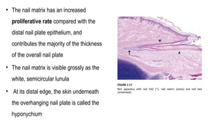 This is the 9.INTEGUMENTARY [Autosaved].ppt