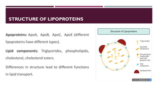 Lipid Metabolism presentation for physiotherapist | PDF