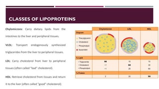 Lipid Metabolism presentation for physiotherapist | PDF