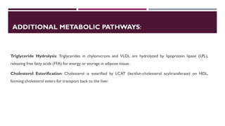 Lipid Metabolism presentation for physiotherapist | PDF