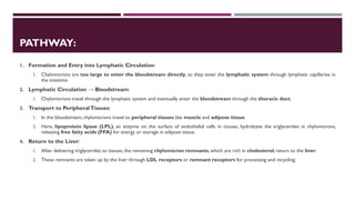 Lipid Metabolism presentation for physiotherapist | PDF